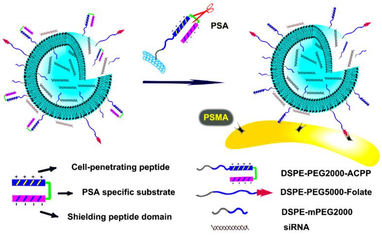 https://cdn.ncbi.nlm.nih.gov/pmc/blobs/c3be/7552721/5332201a942e/bioengineering-07-00091-g008.jpg