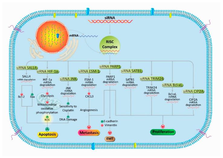 https://cdn.ncbi.nlm.nih.gov/pmc/blobs/c3be/7552721/566716340941/bioengineering-07-00091-g003.jpg