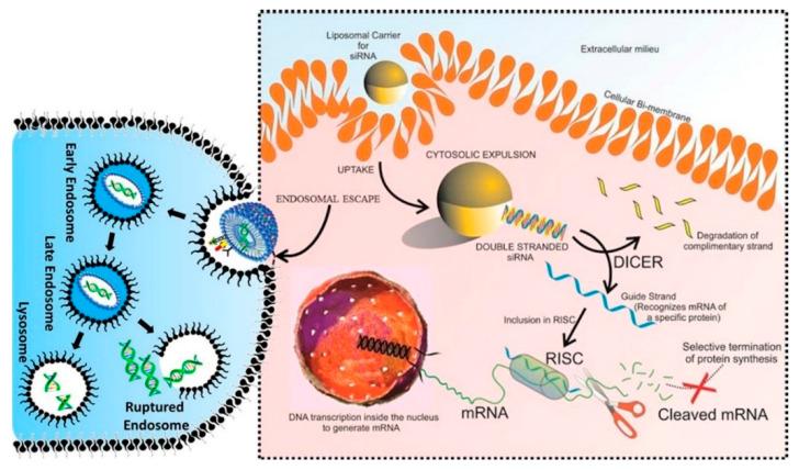 https://cdn.ncbi.nlm.nih.gov/pmc/blobs/c3be/7552721/d3e9a82c0486/bioengineering-07-00091-g005.jpg