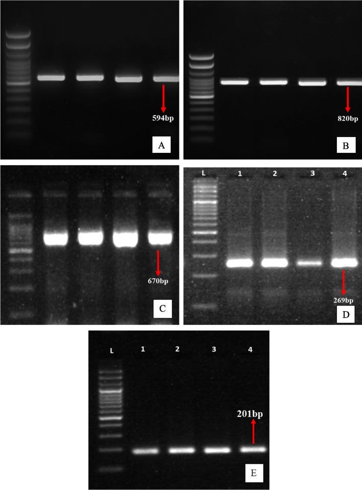 https://cdn.ncbi.nlm.nih.gov/pmc/blobs/c3c3/10327374/da711f6d2cb9/12866_2023_2922_Fig5_HTML.jpg