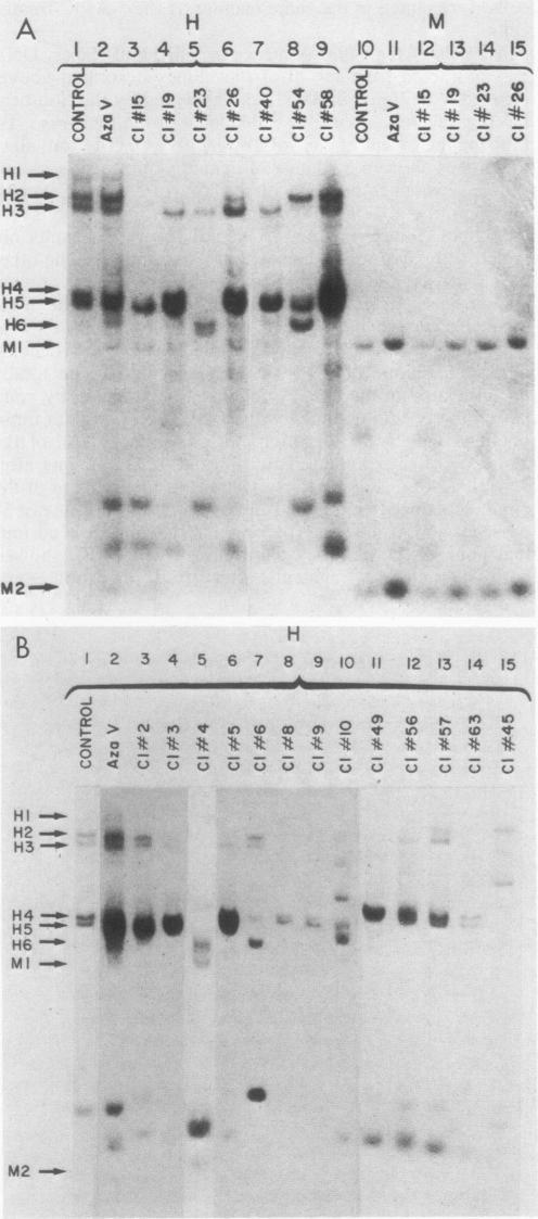 https://cdn.ncbi.nlm.nih.gov/pmc/blobs/c3c3/368771/2230aef3404f/molcellb00146-0076-a.jpg