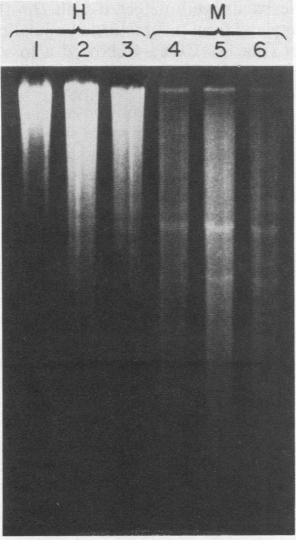https://cdn.ncbi.nlm.nih.gov/pmc/blobs/c3c3/368771/b87e4dc9a31b/molcellb00146-0075-a.jpg