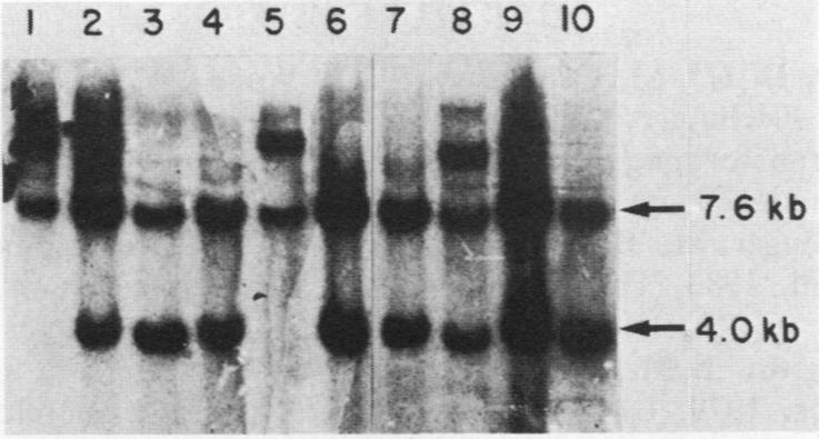 https://cdn.ncbi.nlm.nih.gov/pmc/blobs/c3c3/368771/dcafd4dfdf84/molcellb00146-0077-a.jpg
