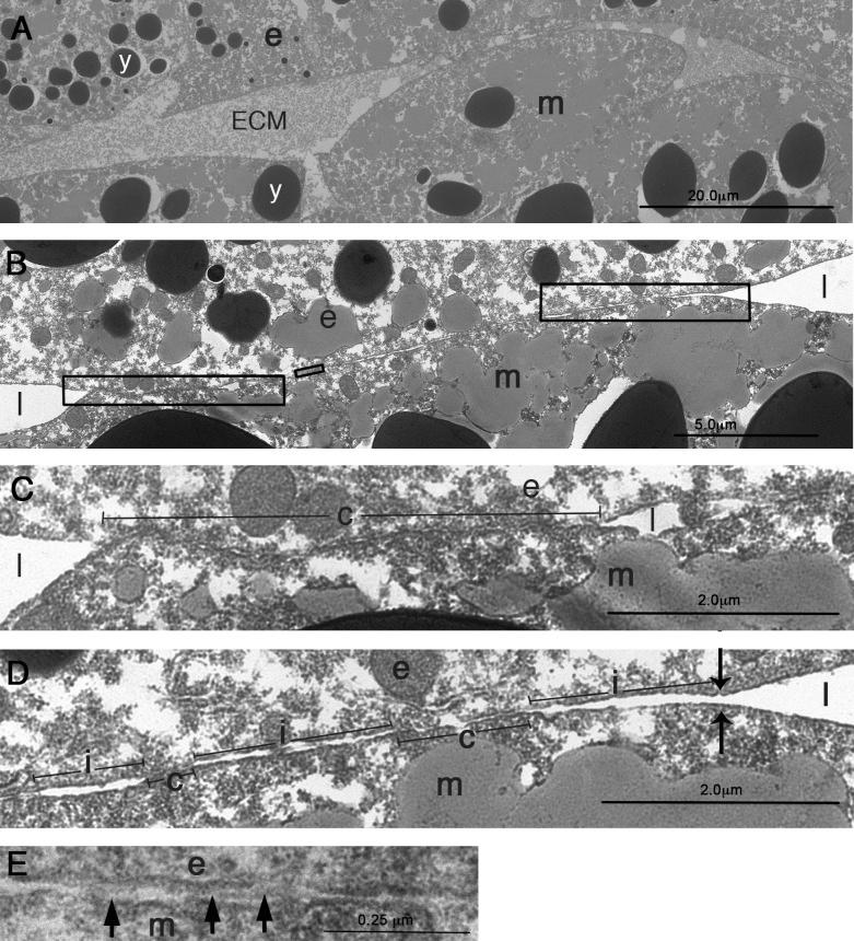 https://cdn.ncbi.nlm.nih.gov/pmc/blobs/c3ca/4362454/df348f339a92/JCB_201409026_Fig8.jpg