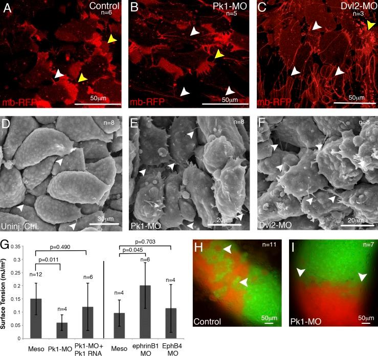 https://cdn.ncbi.nlm.nih.gov/pmc/blobs/c3ca/4362454/ec8537fa7b37/JCB_201409026_Fig6.jpg
