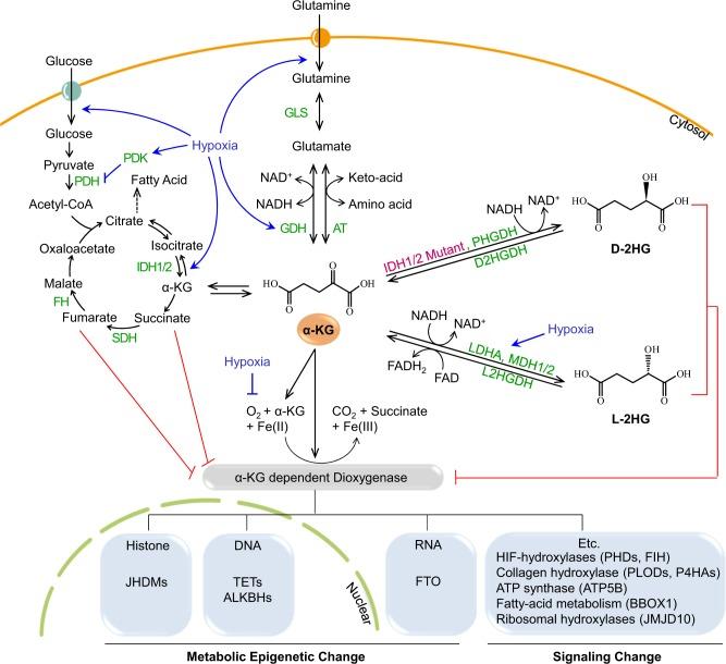 https://cdn.ncbi.nlm.nih.gov/pmc/blobs/c3cb/6586683/1eb58d81f8dc/12276_2019_230_Fig3_HTML.jpg