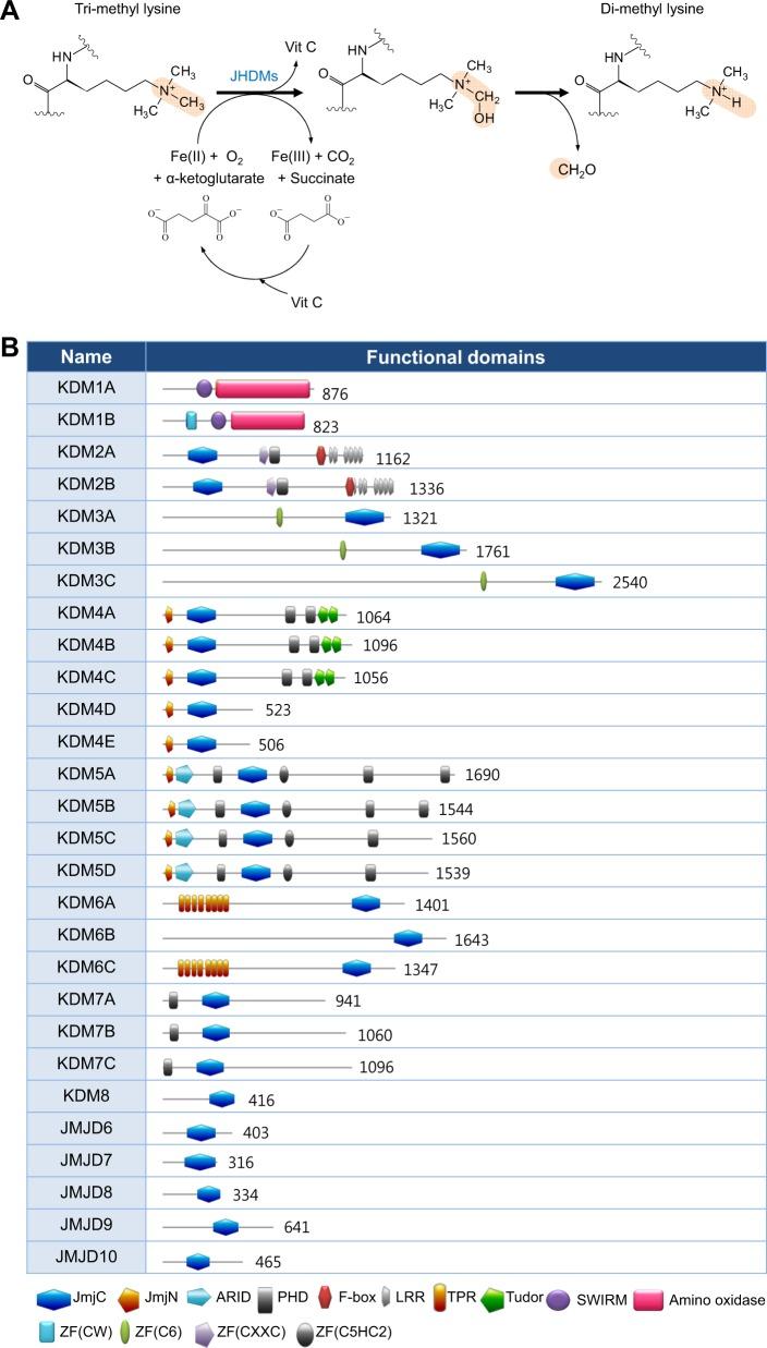 https://cdn.ncbi.nlm.nih.gov/pmc/blobs/c3cb/6586683/fc3f50c9ceb6/12276_2019_230_Fig1_HTML.jpg