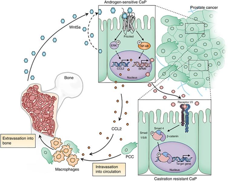 https://cdn.ncbi.nlm.nih.gov/pmc/blobs/c3cd/5846063/861628787181/bjc2017451f6.jpg