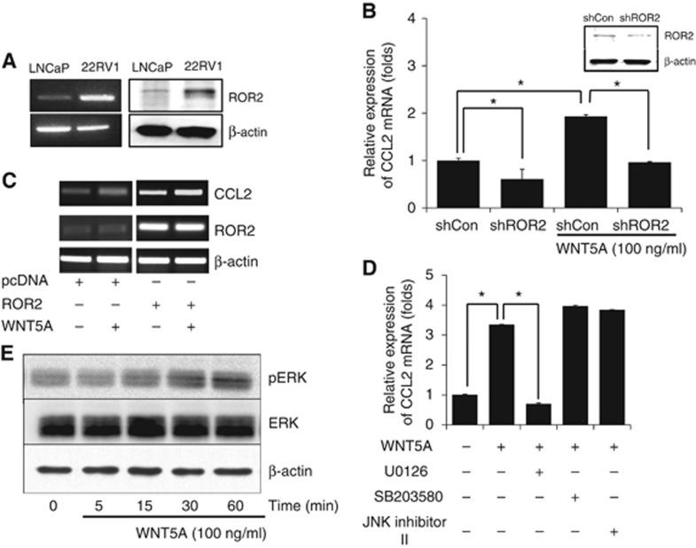 https://cdn.ncbi.nlm.nih.gov/pmc/blobs/c3cd/5846063/f1e976072525/bjc2017451f3.jpg