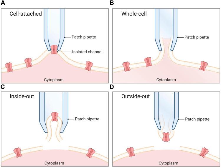 https://cdn.ncbi.nlm.nih.gov/pmc/blobs/c3d0/10484000/1d63d892bf55/fphar-14-1249336-g001.jpg