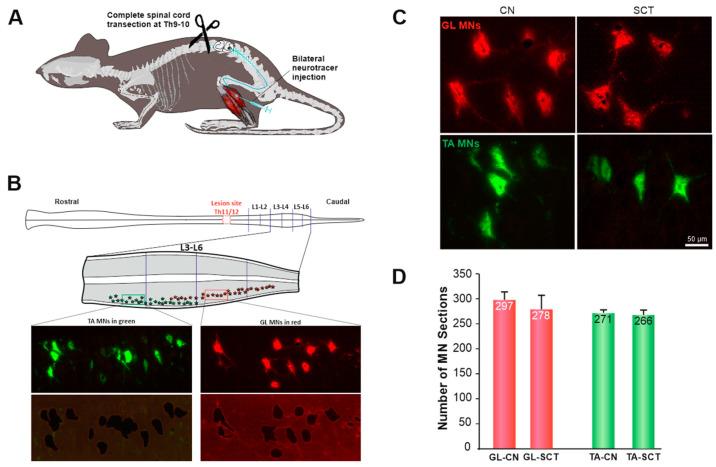 https://cdn.ncbi.nlm.nih.gov/pmc/blobs/c3d3/9569670/94a4c955aae5/ijms-23-11133-g001.jpg