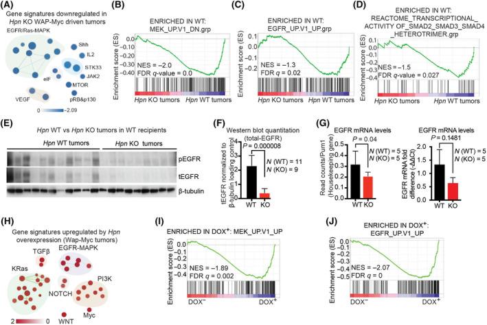 https://cdn.ncbi.nlm.nih.gov/pmc/blobs/c3d5/10920082/19c033183994/MOL2-18-547-g005.jpg