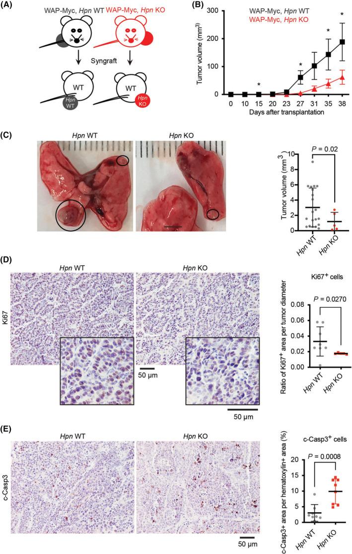 https://cdn.ncbi.nlm.nih.gov/pmc/blobs/c3d5/10920082/1d7d1d171fc3/MOL2-18-547-g001.jpg