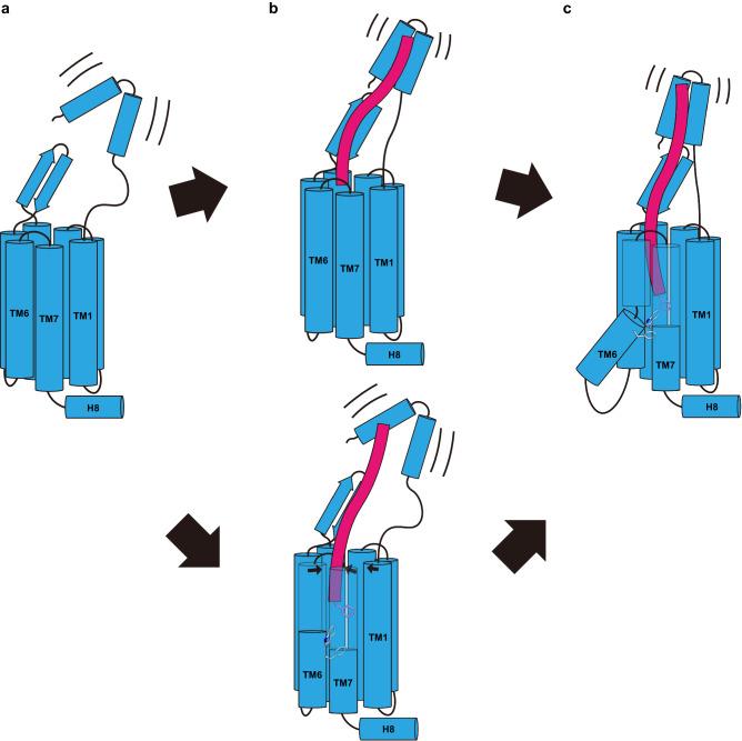 https://cdn.ncbi.nlm.nih.gov/pmc/blobs/c3d5/11187126/219abe8075e3/41467_2024_49030_Fig6_HTML.jpg