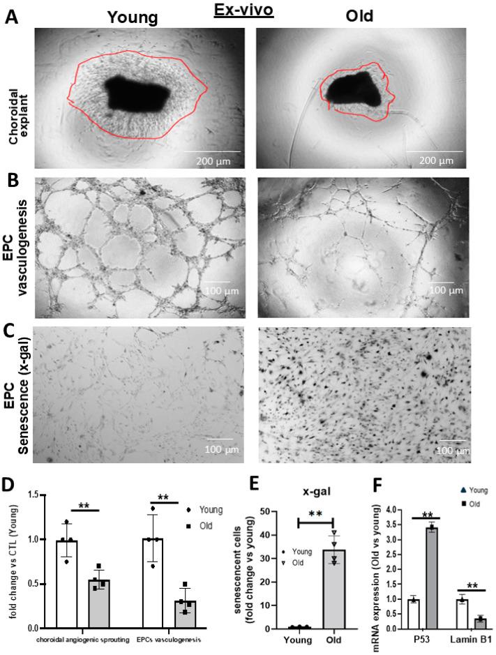 https://cdn.ncbi.nlm.nih.gov/pmc/blobs/c3d6/11726740/53bf7aeb3235/biomedicines-12-02669-g002.jpg