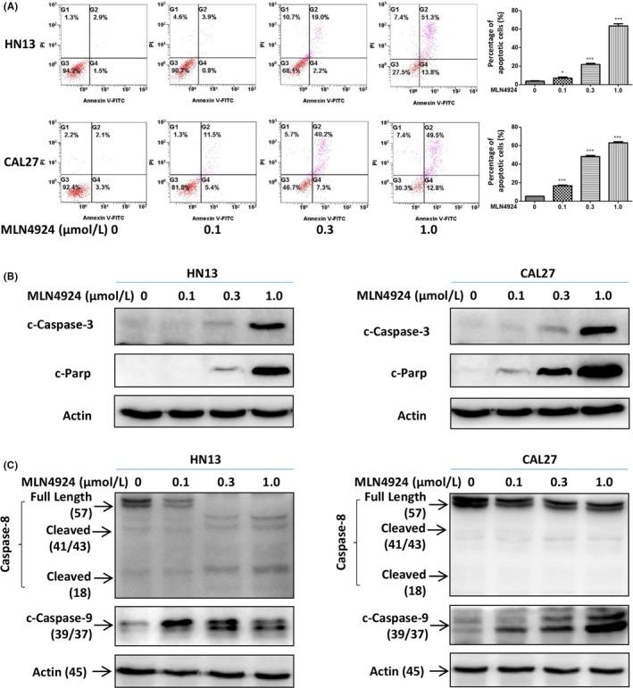 https://cdn.ncbi.nlm.nih.gov/pmc/blobs/c3d6/6496207/4a67731df7d4/CPR-52-e12536-g003.jpg