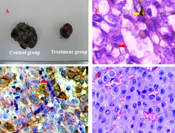 https://cdn.ncbi.nlm.nih.gov/pmc/blobs/c3d8/2596091/41fa20faa79b/1756-9966-27-60-2.jpg