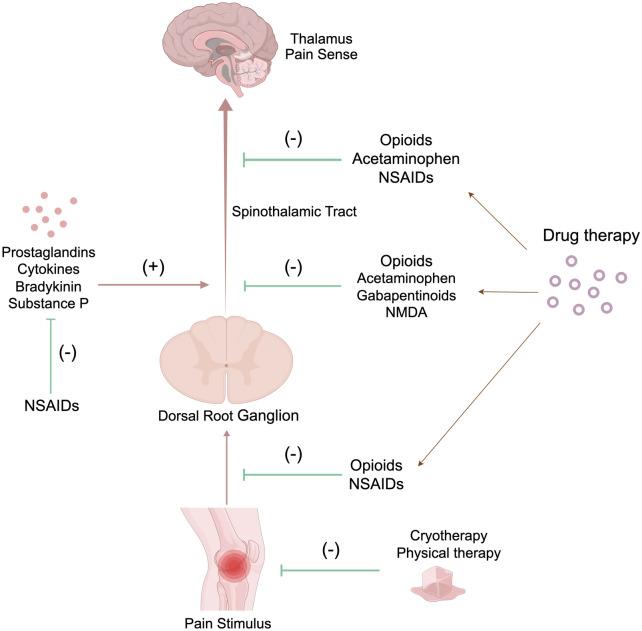https://cdn.ncbi.nlm.nih.gov/pmc/blobs/c3e2/11658298/69ff614c1472/13018_2024_5324_Fig1_HTML.jpg