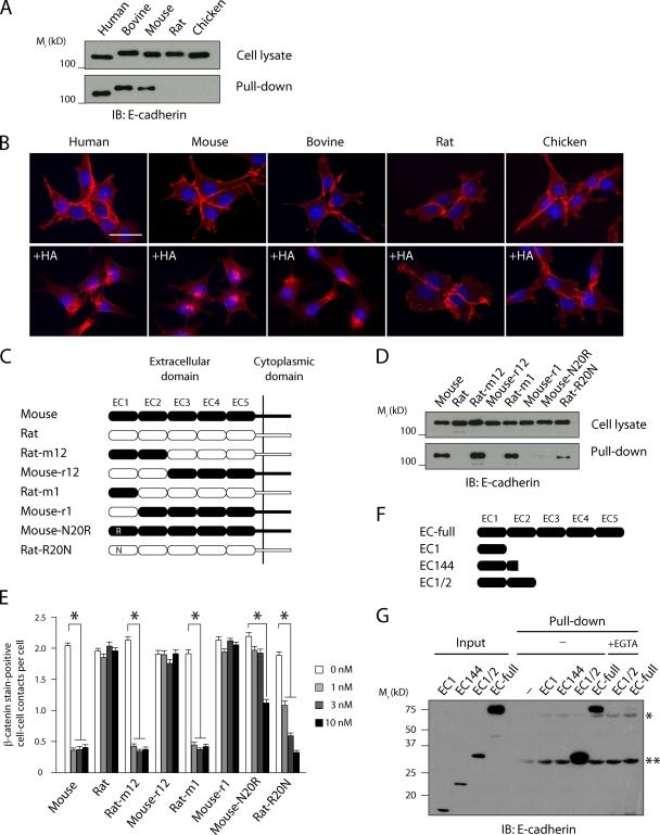 https://cdn.ncbi.nlm.nih.gov/pmc/blobs/c3e8/2872904/8c77f47d28b8/JCB_200910119_RGB_Fig3.jpg