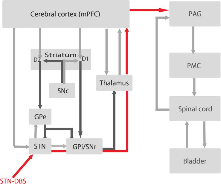 https://cdn.ncbi.nlm.nih.gov/pmc/blobs/c3e8/7509452/9f1ee1f3659f/fnins-14-00917-g005.jpg