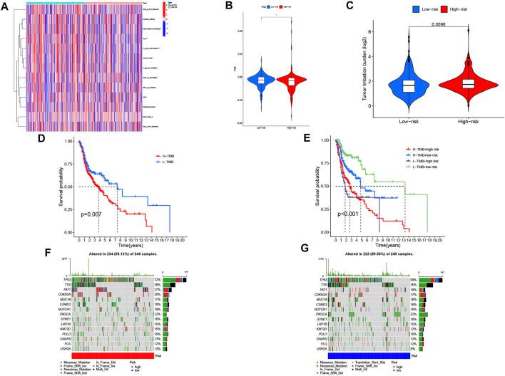 https://cdn.ncbi.nlm.nih.gov/pmc/blobs/c3e9/9354258/1b1e00c64a46/fgene-13-947551-g007.jpg