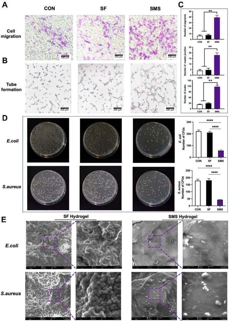 https://cdn.ncbi.nlm.nih.gov/pmc/blobs/c3ec/9483602/05cf2565bbfa/gr7.jpg