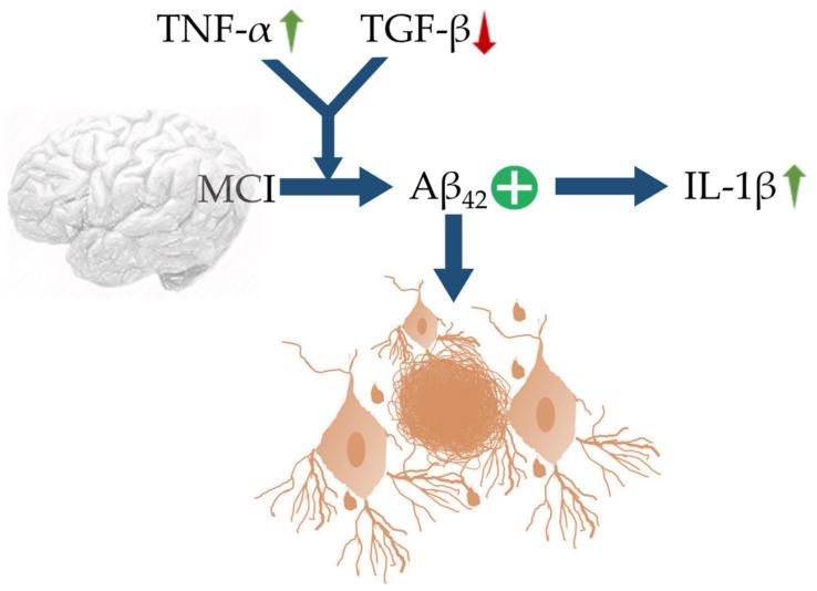 https://cdn.ncbi.nlm.nih.gov/pmc/blobs/c3ed/8534363/32e208ad8d4b/cells-10-02790-g001.jpg