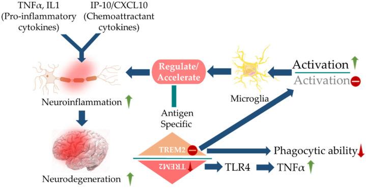 https://cdn.ncbi.nlm.nih.gov/pmc/blobs/c3ed/8534363/a534c8bcd4b6/cells-10-02790-g003.jpg