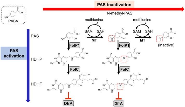 https://cdn.ncbi.nlm.nih.gov/pmc/blobs/c3ee/6240602/efa50f686291/fcimb-08-00399-g0001.jpg
