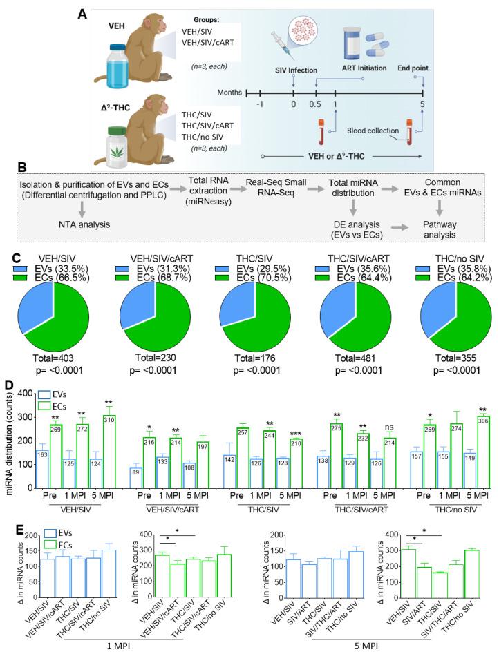 https://cdn.ncbi.nlm.nih.gov/pmc/blobs/c3f3/10053514/1348e8772d45/viruses-15-00623-g001.jpg