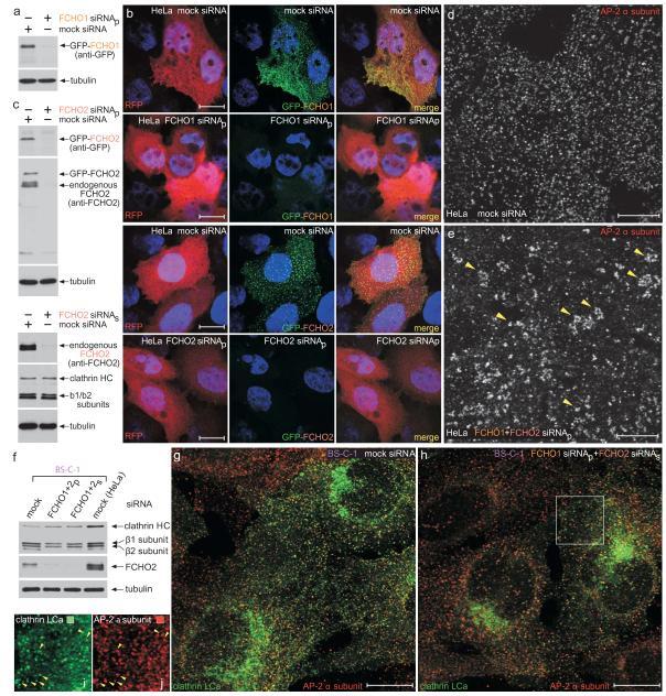 https://cdn.ncbi.nlm.nih.gov/pmc/blobs/c3f6/3354769/31cebdd40321/nihms-360591-f0008.jpg