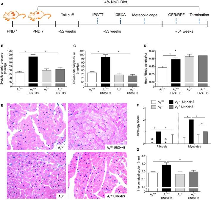 https://cdn.ncbi.nlm.nih.gov/pmc/blobs/c3f6/5015411/41b6c5a2f46c/JAH3-5-e003868-g001.jpg