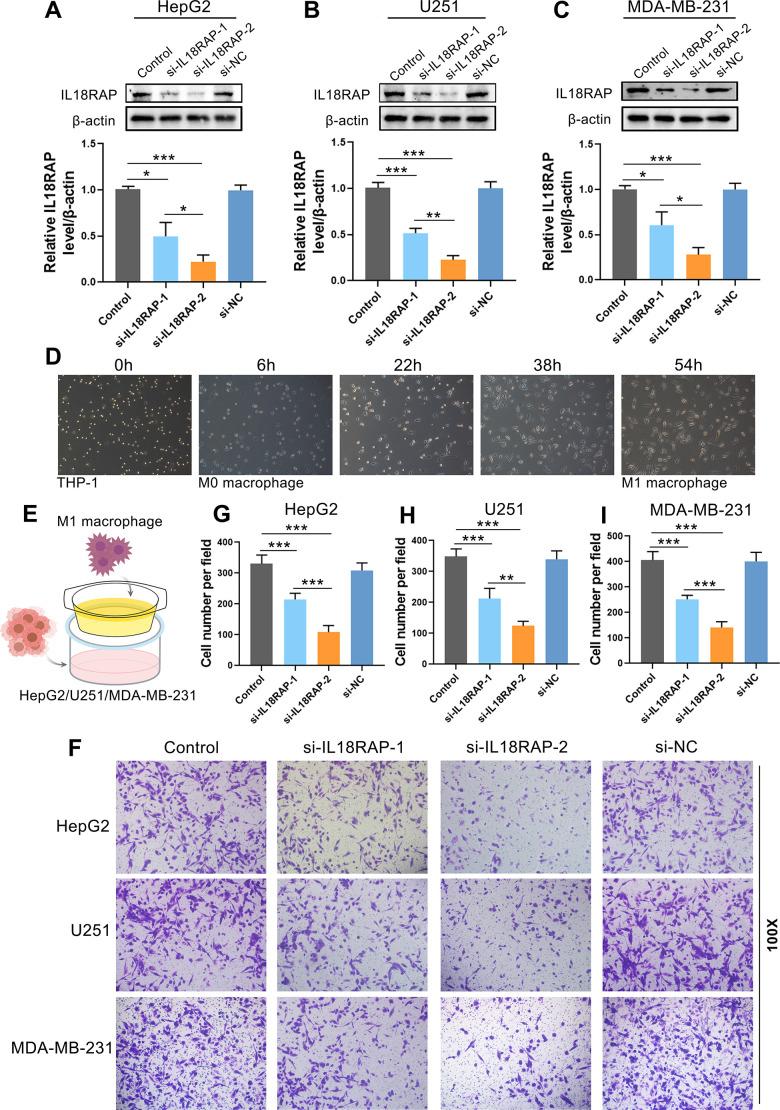 https://cdn.ncbi.nlm.nih.gov/pmc/blobs/c3fa/10522399/5e2ee474a6bf/aging-15-205017-g009.jpg