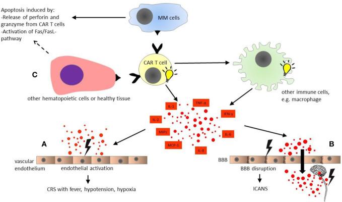 https://cdn.ncbi.nlm.nih.gov/pmc/blobs/c3fd/7793717/eaf989e5ea6a/fimmu-11-620312-g001.jpg