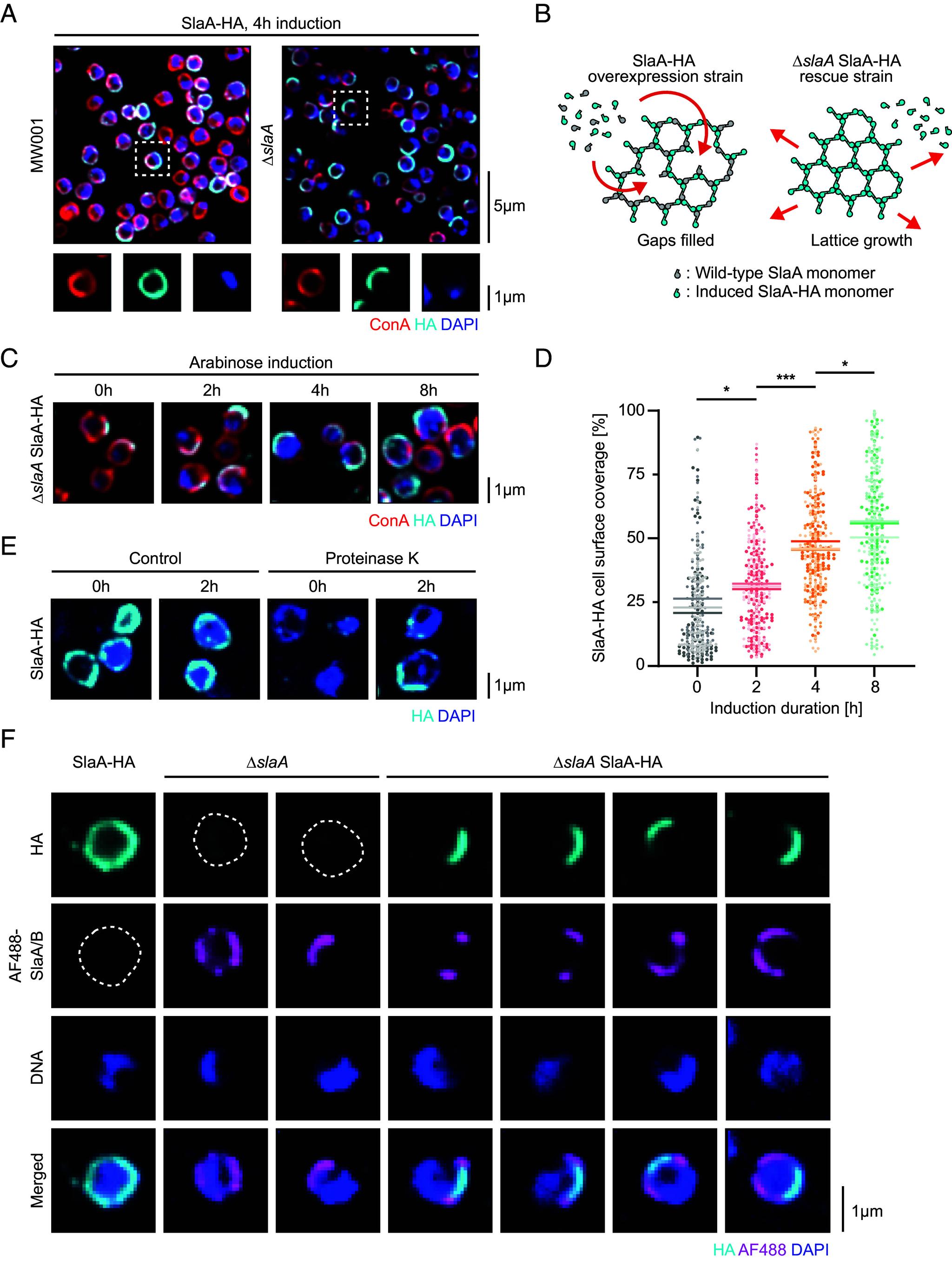 https://cdn.ncbi.nlm.nih.gov/pmc/blobs/c3ff/12207459/76895f3aa201/pnas.2501044122fig02.jpg