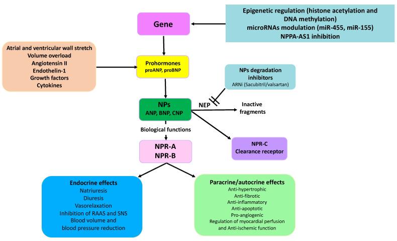 https://cdn.ncbi.nlm.nih.gov/pmc/blobs/c400/10049669/7fbc07f95912/ijms-24-05131-g001.jpg