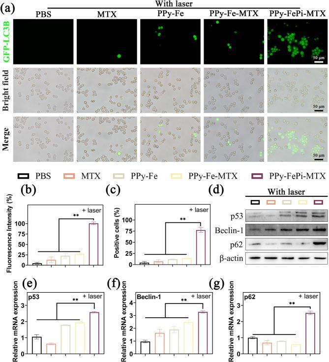 https://cdn.ncbi.nlm.nih.gov/pmc/blobs/c401/12144751/10d7c13a0d44/12951_2025_3501_Fig6_HTML.jpg