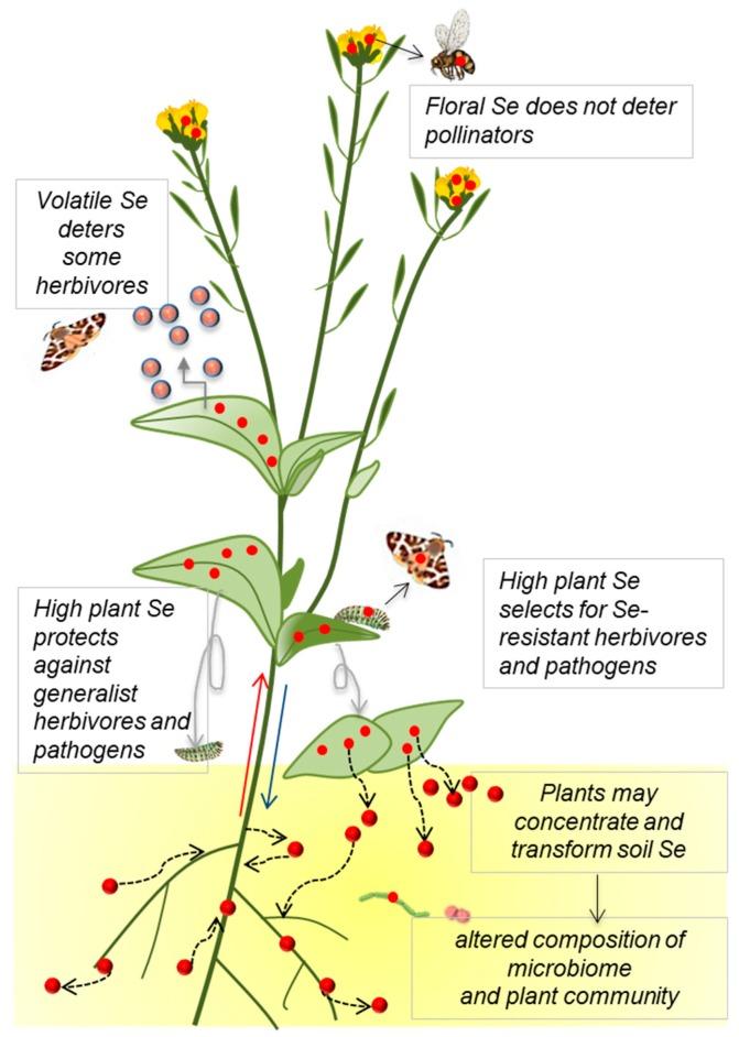 https://cdn.ncbi.nlm.nih.gov/pmc/blobs/c401/6681216/2abcb6ba39df/plants-08-00197-g002.jpg