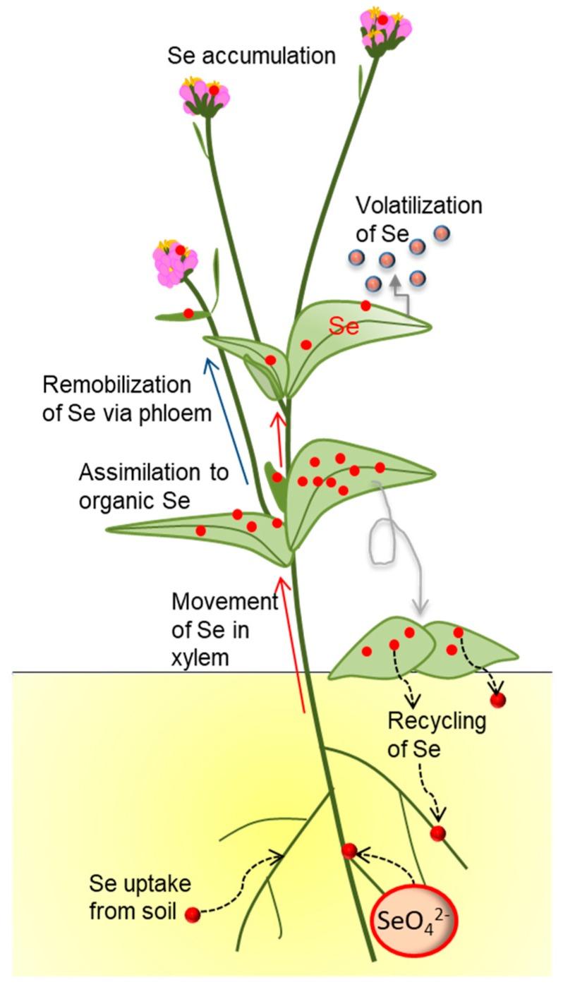 https://cdn.ncbi.nlm.nih.gov/pmc/blobs/c401/6681216/ba616fda2b88/plants-08-00197-g001.jpg