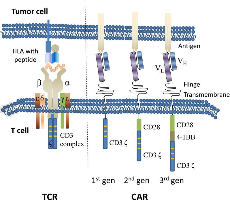 https://cdn.ncbi.nlm.nih.gov/pmc/blobs/c402/4544486/d17caa014ce7/40259_2015_122_Fig1_HTML.jpg