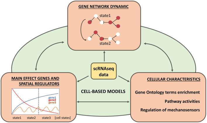 https://cdn.ncbi.nlm.nih.gov/pmc/blobs/c402/8176226/f7d6980b04a8/fgene-12-652974-g0002.jpg