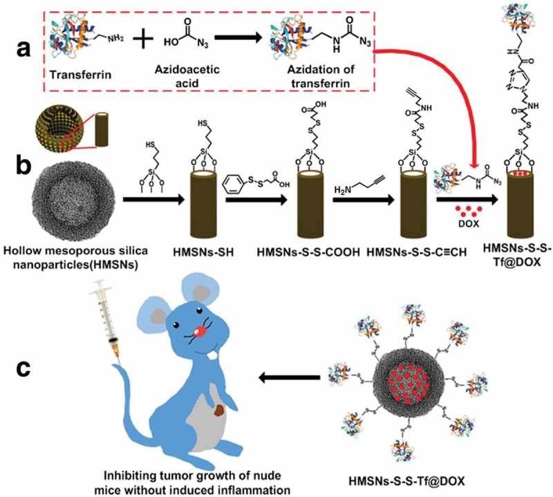 https://cdn.ncbi.nlm.nih.gov/pmc/blobs/c406/6383616/038be769ba99/TSTA_A_1528850_F0007_OC.jpg