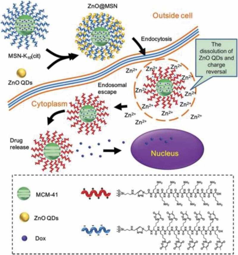 https://cdn.ncbi.nlm.nih.gov/pmc/blobs/c406/6383616/6f7cca185e95/TSTA_A_1528850_F0005_OC.jpg
