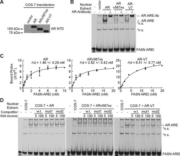 https://cdn.ncbi.nlm.nih.gov/pmc/blobs/c40a/4499120/11476648ba49/gkv262fig7.jpg
