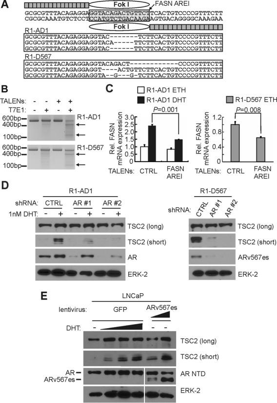 https://cdn.ncbi.nlm.nih.gov/pmc/blobs/c40a/4499120/fc9351b81583/gkv262fig5.jpg