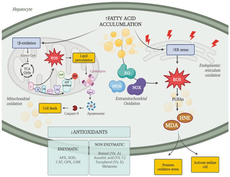 https://cdn.ncbi.nlm.nih.gov/pmc/blobs/c40b/11727446/e91ef4e6f4f2/antioxidants-13-01532-g001.jpg