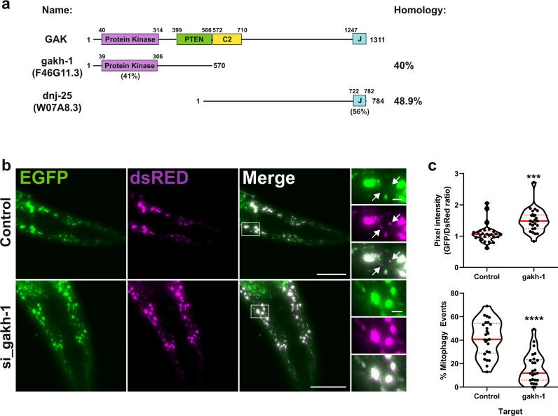 https://cdn.ncbi.nlm.nih.gov/pmc/blobs/c419/8528926/7416b71345a9/41467_2021_26331_Fig8_HTML.jpg