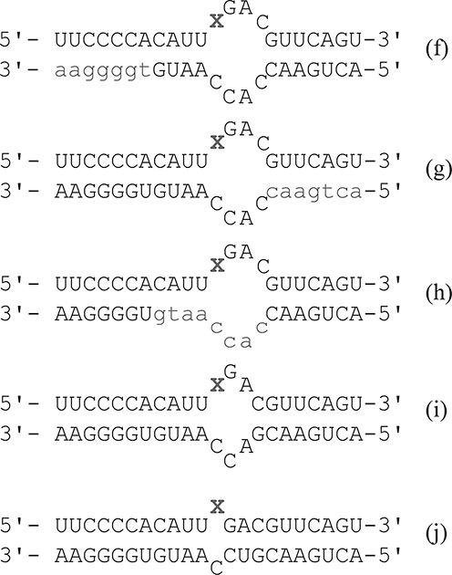 https://cdn.ncbi.nlm.nih.gov/pmc/blobs/c41a/4333395/3a887d681043/gku1345fig5.jpg