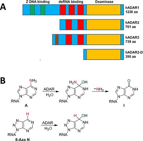 https://cdn.ncbi.nlm.nih.gov/pmc/blobs/c41a/4333395/3b2afe1f27b2/gku1345fig1.jpg