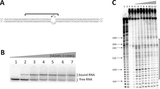 https://cdn.ncbi.nlm.nih.gov/pmc/blobs/c41a/4333395/4f5c34ae0860/gku1345fig7.jpg